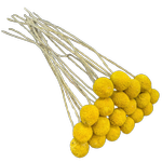 Blooms Of Joy 50cm Natural Billy Button Flowers