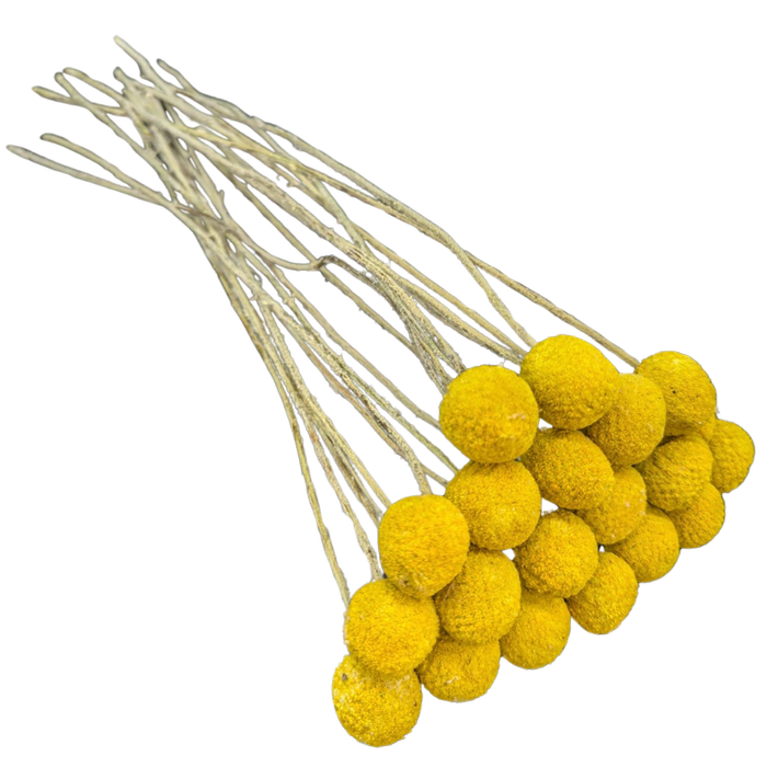 Blooms Of Joy 50cm Natural Billy Button Flowers