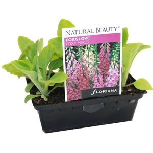 Foxglove Foxy Mix Punnet - Digitalis purpurea