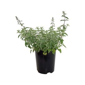 140mm Nepeta Blue Wonder - Nepeta fassenii