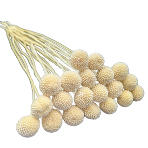 Blooms Of Joy 50cm White Billy Button Flowers