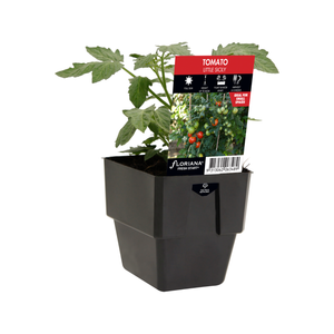 125mm Tomato Little Sicily - Solanum lycopersicum