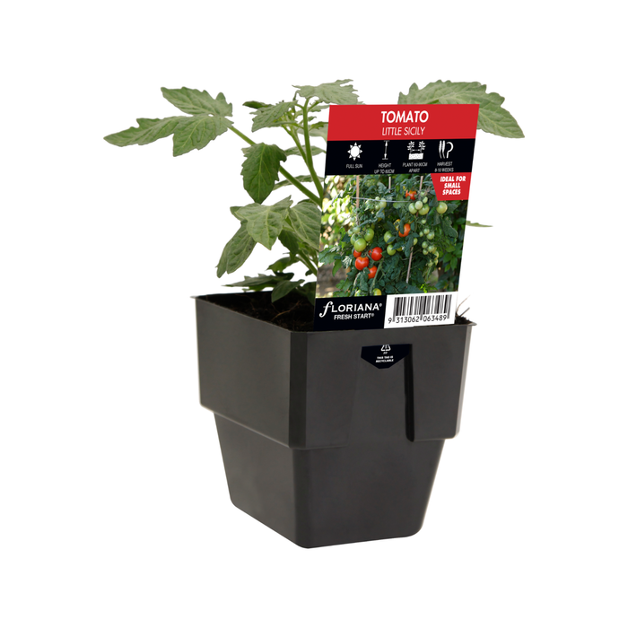 125mm Tomato Little Sicily - Solanum lycopersicum