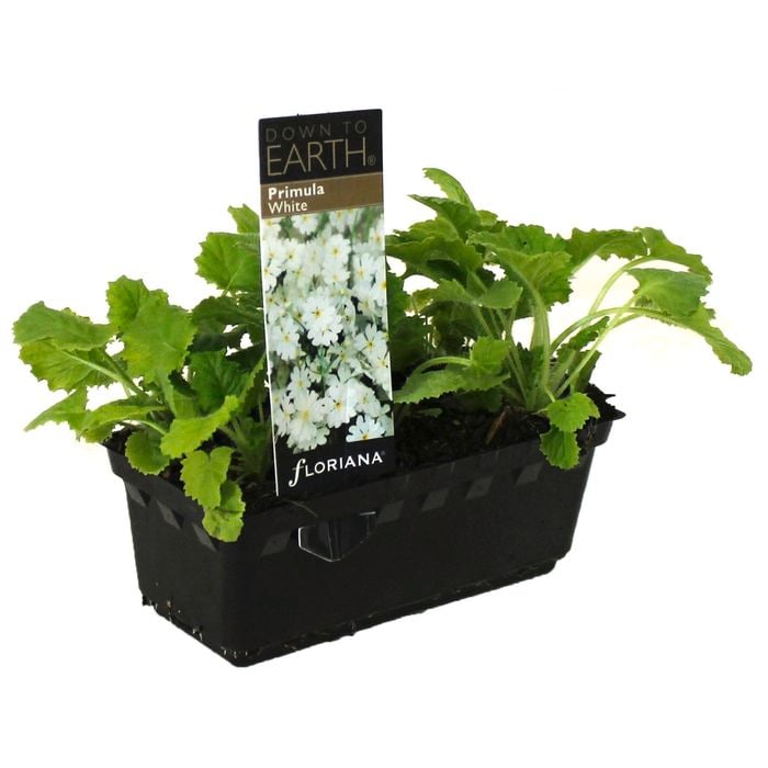 Punnet Primula Gilhams White - Primula malacoides