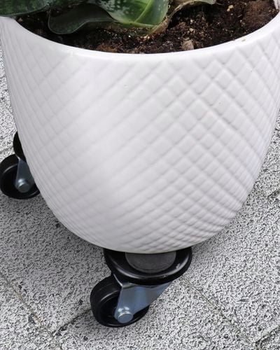 plant on a rectangular dolly