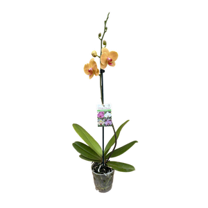 125mm Moth Orchid - Phalaenopsis hybrid