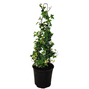 2.5L Hedera Helix Glacier - Variegated Ivy