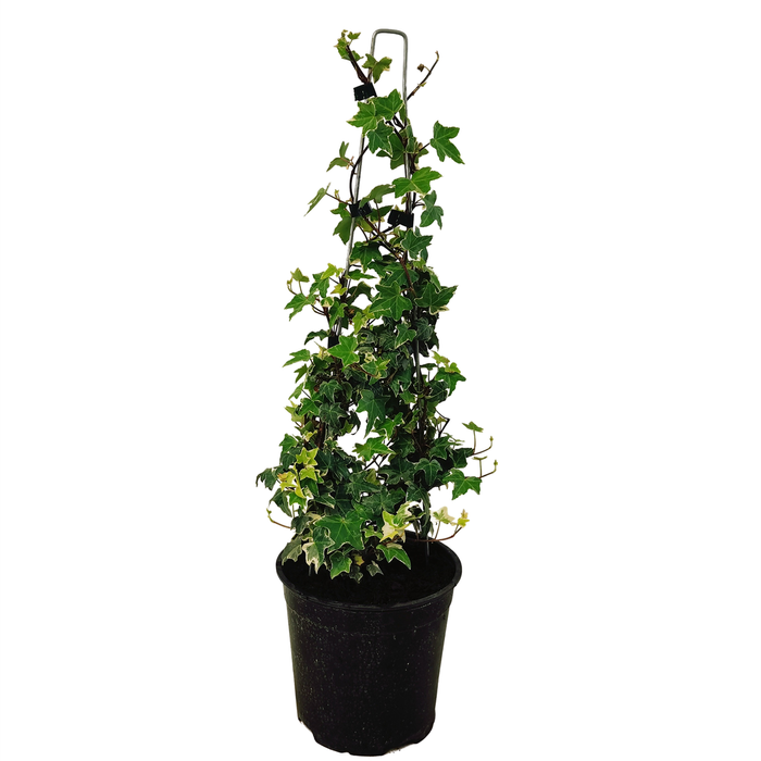 2.5L Hedera Helix Glacier - Variegated Ivy