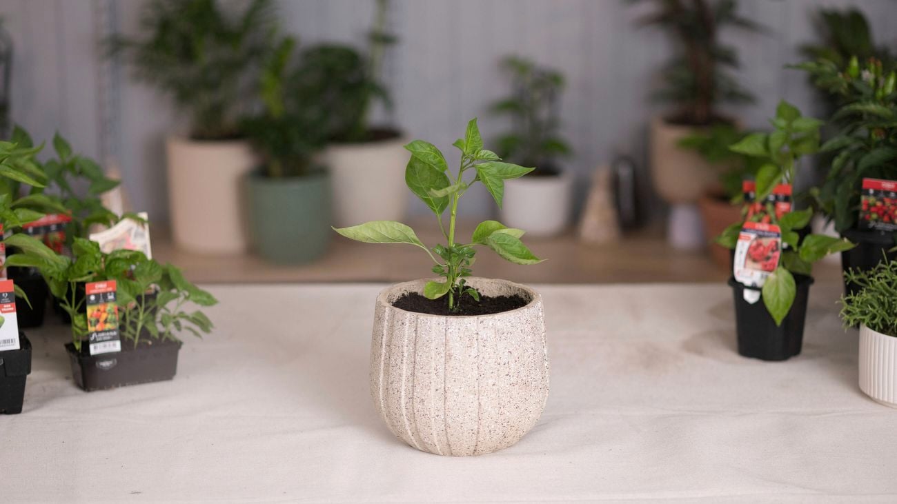 Plant in outdoor plant pot.