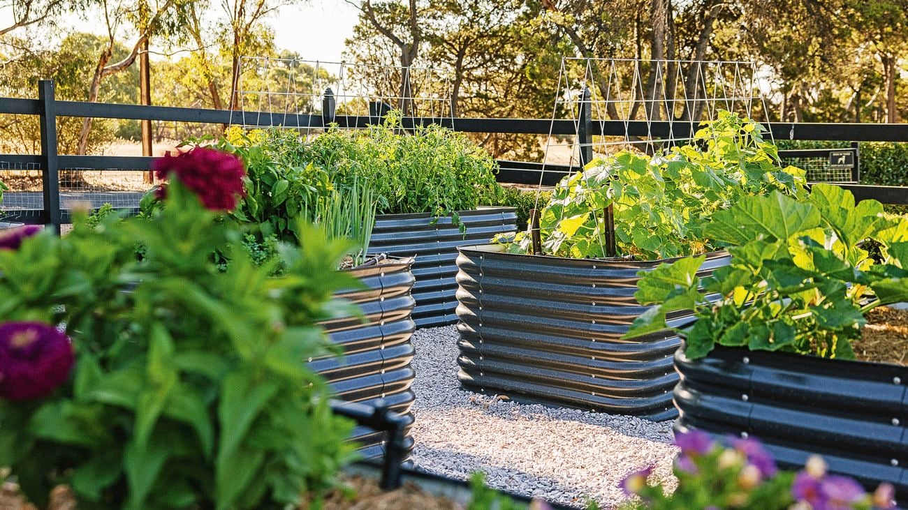 Raised vegetable garden beds with green plants on a gravel path, with a fence and trees.