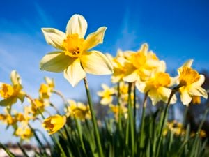 Mr Fothergill's Zinnia Early Wonder Flower Seeds