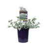 140mm Hi Ho Silver - Helichrysum petiolare