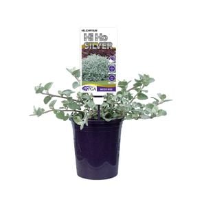 140mm Hi Ho Silver - Helichrysum petiolare