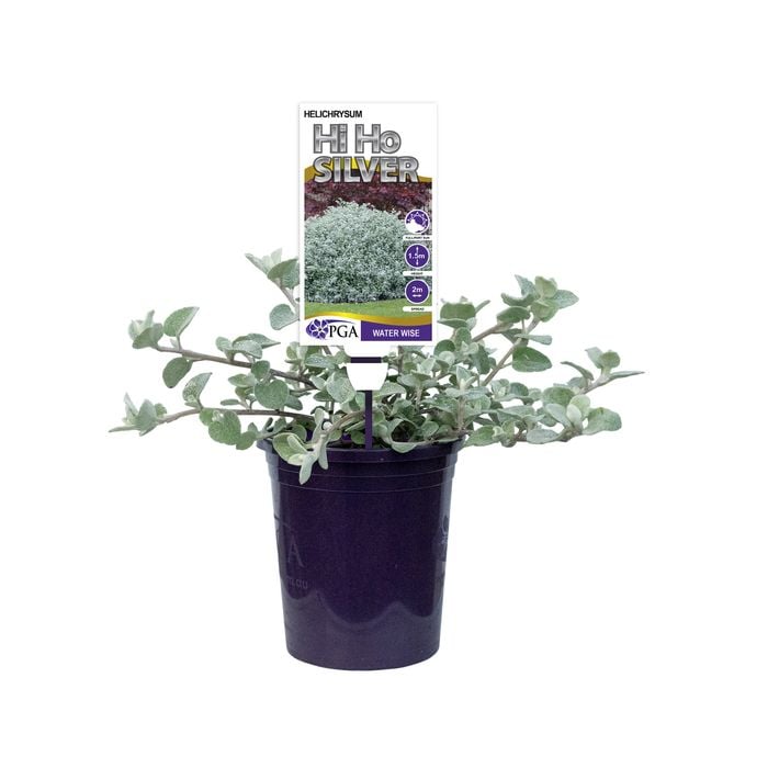 140mm Hi Ho Silver - Helichrysum petiolare