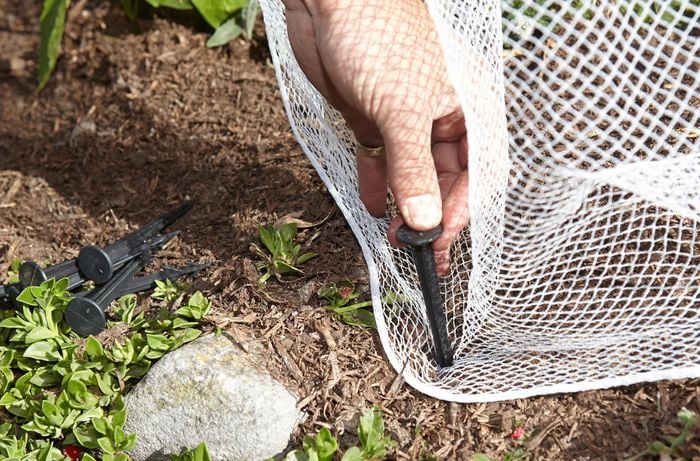 A person inserting a plastic peg into the edge of bird netting on the ground