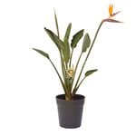 Outdoor Foliage