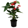 150mm Anthurium Bugatti Royal - Anthurium andreanum