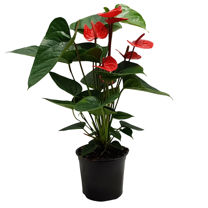 150mm Anthurium Bugatti Royal - Anthurium andreanum