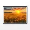 Wheat Fields At Sunset  Print 100% Australian Made 90x60cm  (Poster)