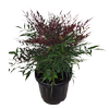 6L Nandina Little Flick -  Nandina domestica Little Flick