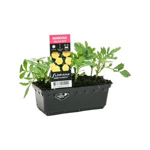 Punnet Marigold Yellow Boy - Tagetes patula