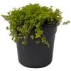120mm Golden Baby's Tears - Soleirolia soleirolii Aurea