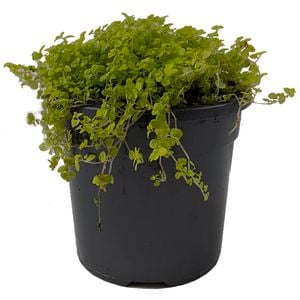 120mm Golden Baby's Tears - Soleirolia soleirolii Aurea