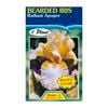 Fiesta Flower Bulbs Iris Germanica Radiant Apogee Bulb