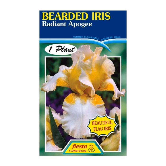 Fiesta Flower Bulbs Iris Germanica Radiant Apogee Bulb