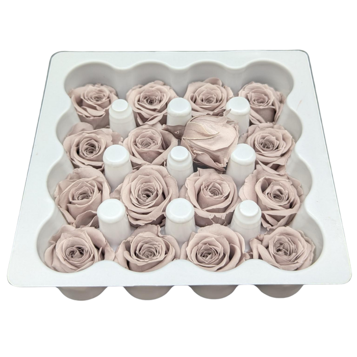 Blooms of Joy 2.5cm Sand Beige Spray Roses 16 Pack