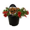 Gardening Solutionz 14cm Calibrachoa Calitastic Pumpkin Spice 