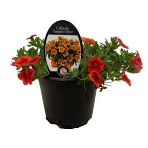 Gardening Solutionz 14cm Calibrachoa Calitastic Pumpkin Spice 