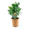 150mm Pincushion - Leucospermum 'Hennys Torch'