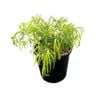 Acacia Fettuccini 2.4L
