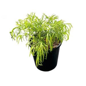 Acacia Fettuccini 2.4L