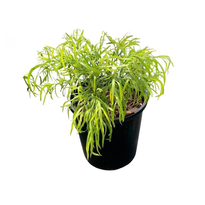Acacia Fettuccini 2.4L