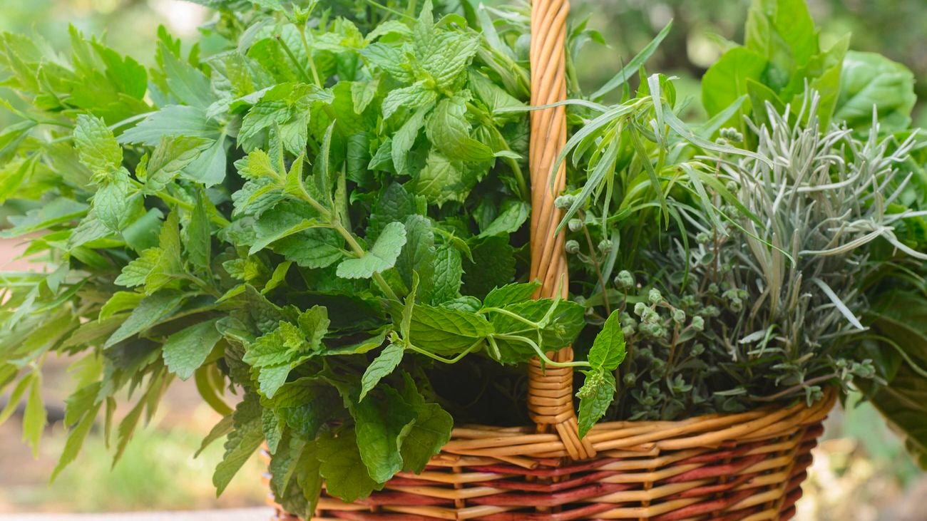 A woven wooden basket holding fresh herbs