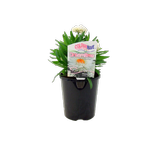 1.5L Colourwave Dreamtime  - Xerochrysum bracteata