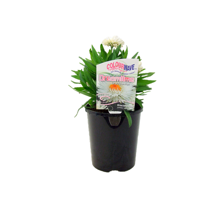 1.5L Colourwave Dreamtime  - Xerochrysum bracteata