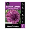 Bloomin Bulbs Dahlia Giant Samoan Prince - 1 Pack