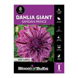 Bloomin Bulbs Dahlia Giant Samoan Prince - 1 Pack
