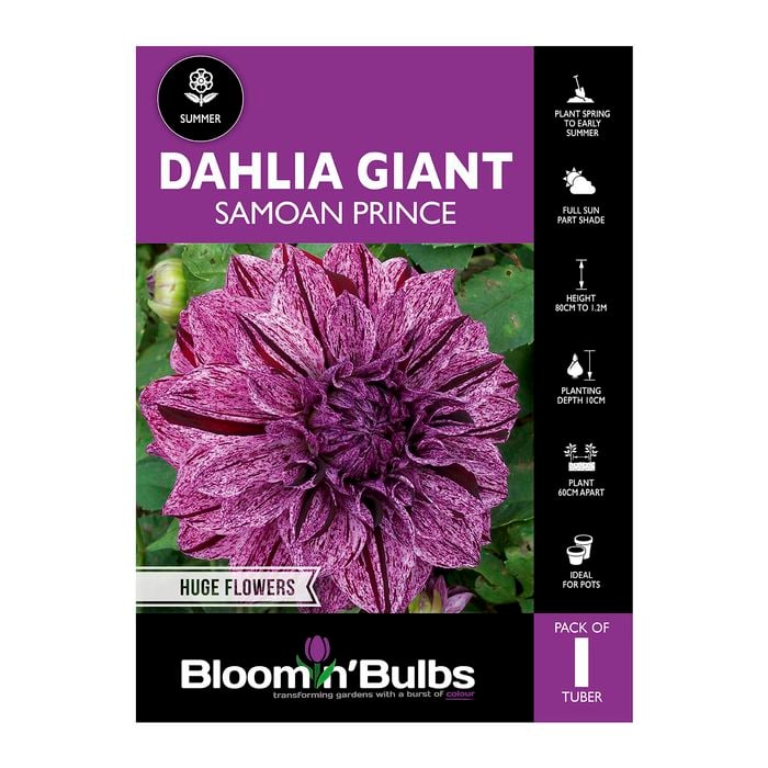 Bloomin Bulbs Dahlia Giant Samoan Prince - 1 Pack