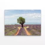 Lavender Row with Almond Tree  Print 100% Australian Made 90 x 60cm  (Stretched)
