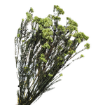 Blooms Of Joy 60cm Green Preserved Rice Flowers