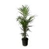 200mm Golden Cane Palm Plant - Dypsis lutescens