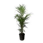 200mm Golden Cane Palm Plant - Dypsis lutescens