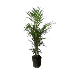 200mm Golden Cane Palm Plant - Dypsis lutescens