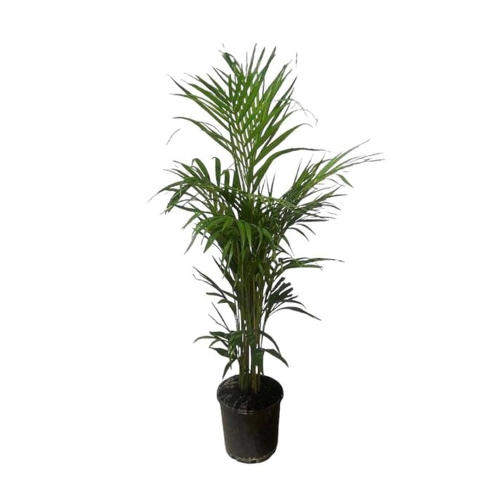 200mm Golden Cane Palm Plant - Dypsis lutescens
