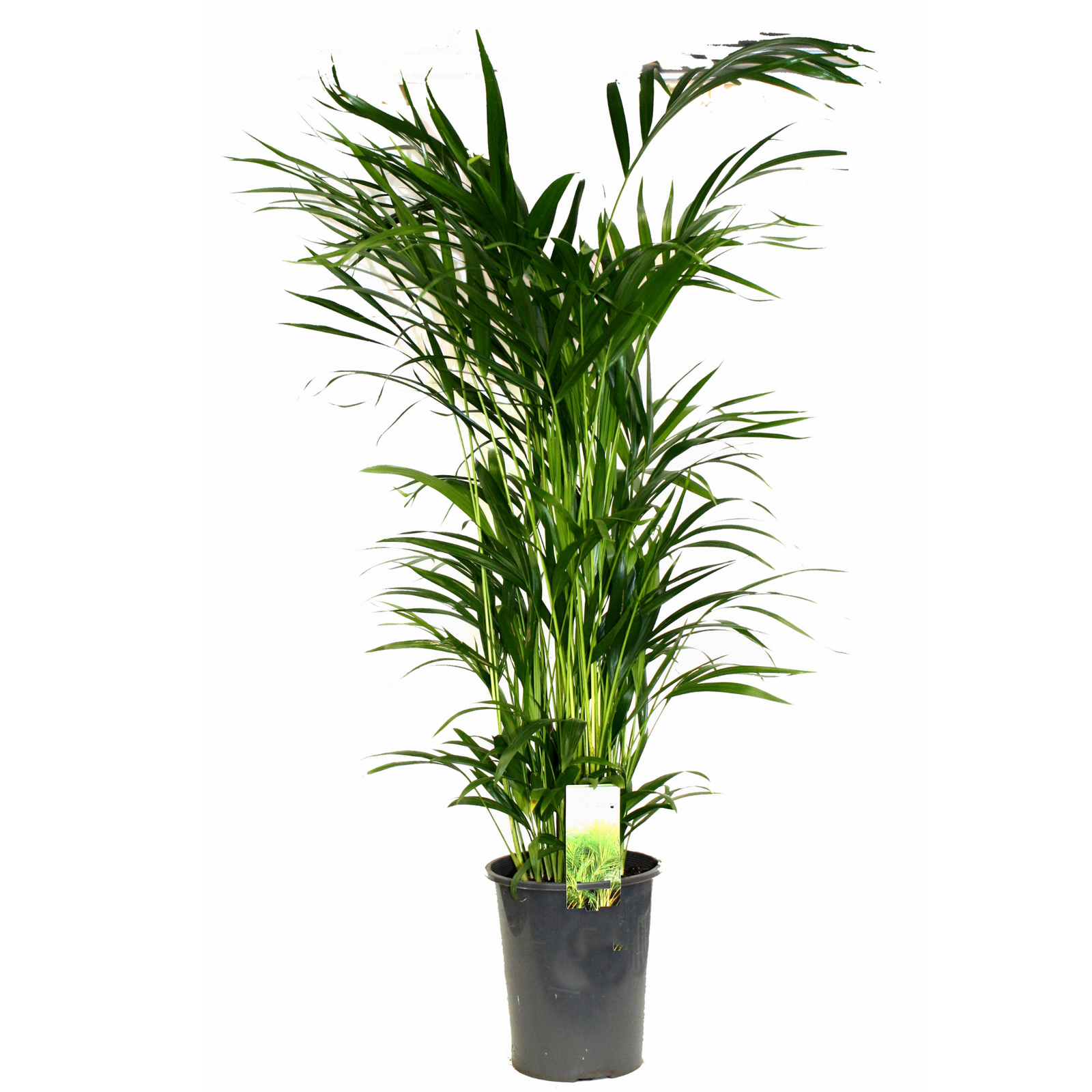 5L Golden Cane Palm - Chrysalidocarpus lutescens