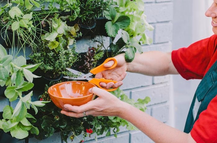 Herbs in a vertical garden being trimmed into a ceramic bowl with garden shears